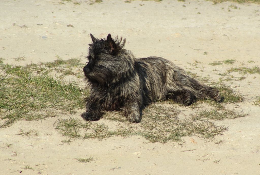 Pagaille des Loups de Saint-Benoît