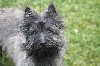  - Vaillant Mâle Cairn Terrier