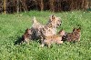  - chiots Cairn Terrier disponibles