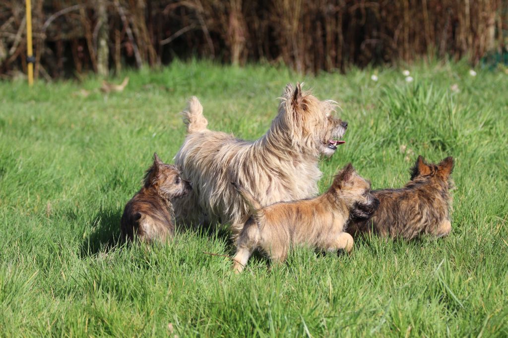 des Loups de Saint-Benoît - chiots Cairn Terrier disponibles
