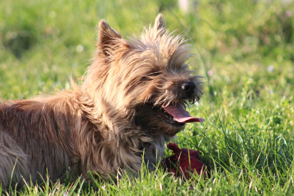 Lulu des Loups de Saint-Benoît