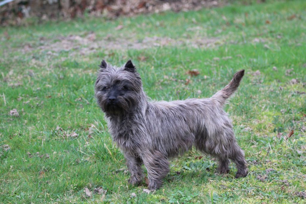 Tsuga des Loups de Saint-Benoît