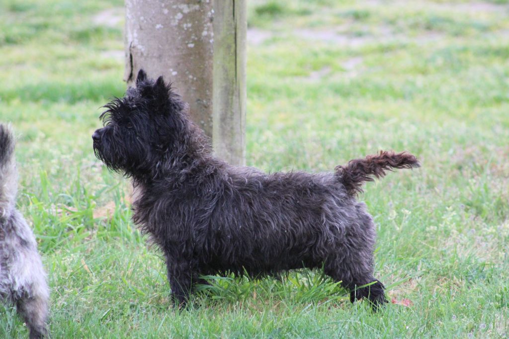 Jumpy dit jazz des Loups de Saint-Benoît