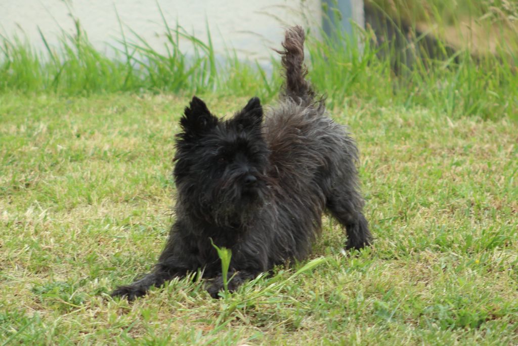 Jumpy dit jazz des Loups de Saint-Benoît