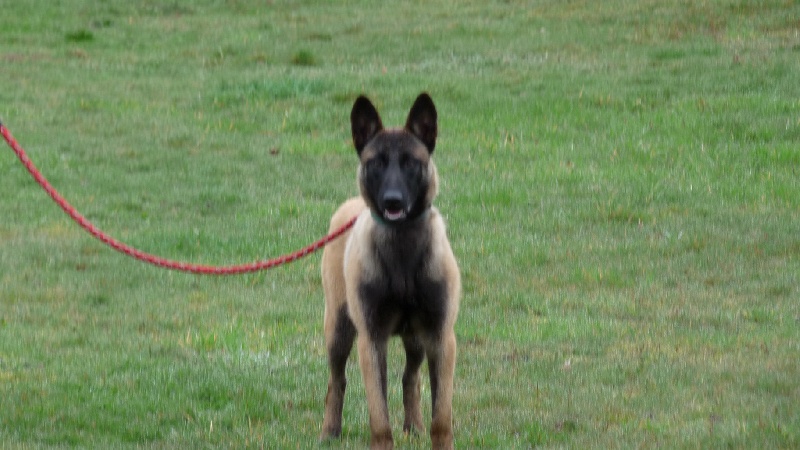 Fauve des Loups de Saint-Benoît