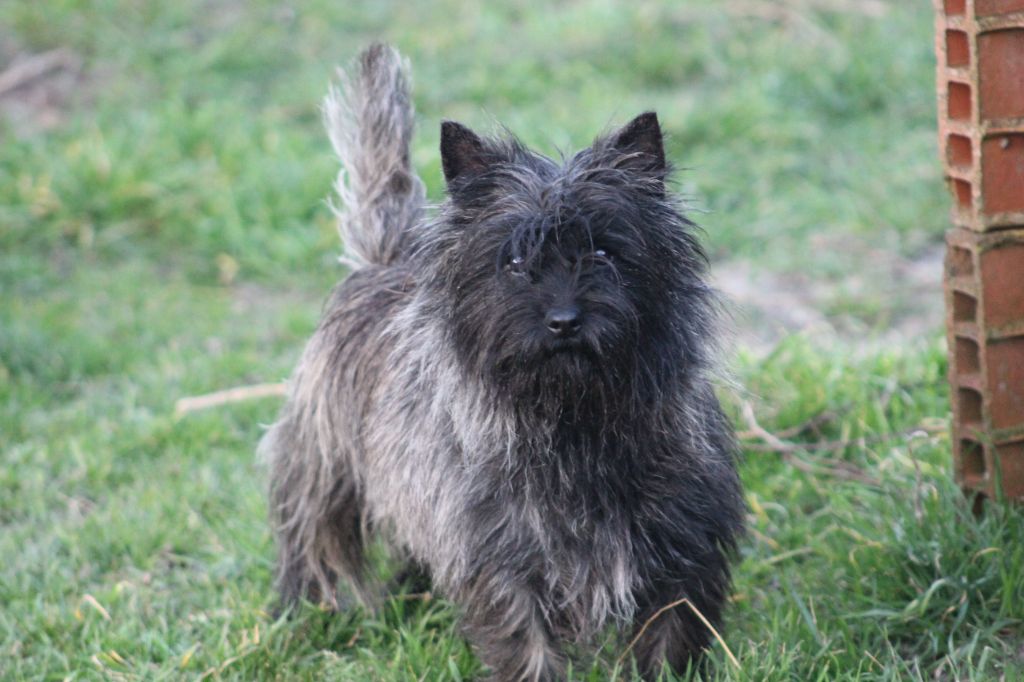 Phénix des Loups de Saint-Benoît