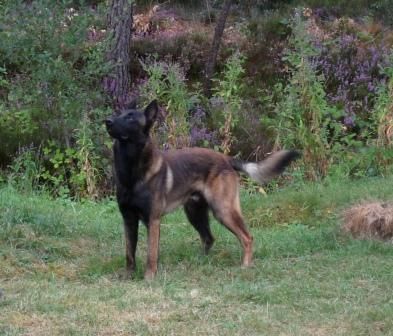 des Loups de Saint-Benoît - Berger Belge - Portée née le 12/05/2018