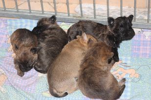 chiot Cairn Terrier des Loups de Saint-Benoît