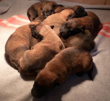 des Loups de Saint-Benoît - Berger Belge - Portée née le 07/03/2015