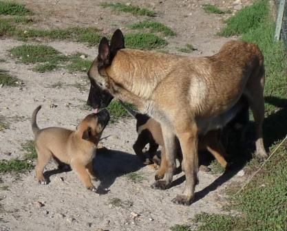 des Loups de Saint-Benoît - Berger Belge - Portée née le 04/08/2018