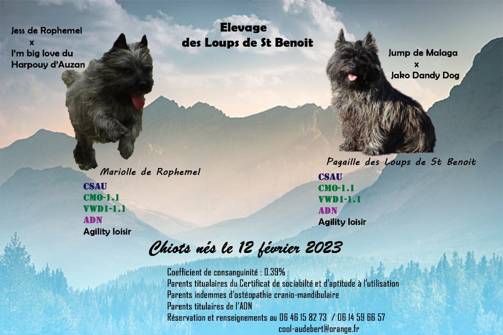 chiot Cairn Terrier des Loups de Saint-Benoît
