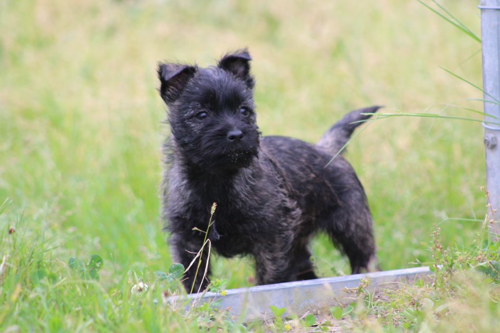 des Loups de Saint-Benoît - Chiot disponible  - Cairn Terrier