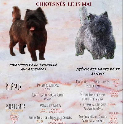 des Loups de Saint-Benoît - Cairn Terrier - Portée née le 15/05/2022
