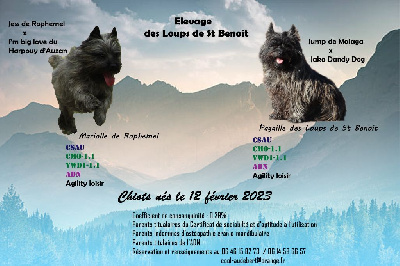 des Loups de Saint-Benoît - Cairn Terrier - Portée née le 12/02/2023