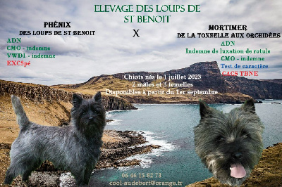 des Loups de Saint-Benoît - Cairn Terrier - Portée née le 01/07/2023