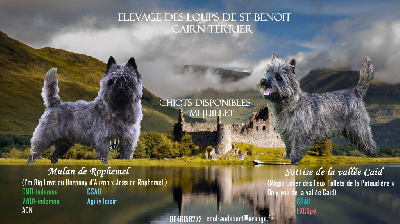 des Loups de Saint-Benoît - Cairn Terrier - Portée née le 16/05/2023