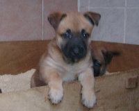 CHIOT