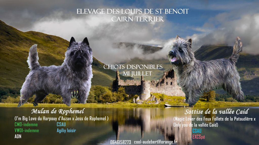 chiot Cairn Terrier des Loups de Saint-Benoît