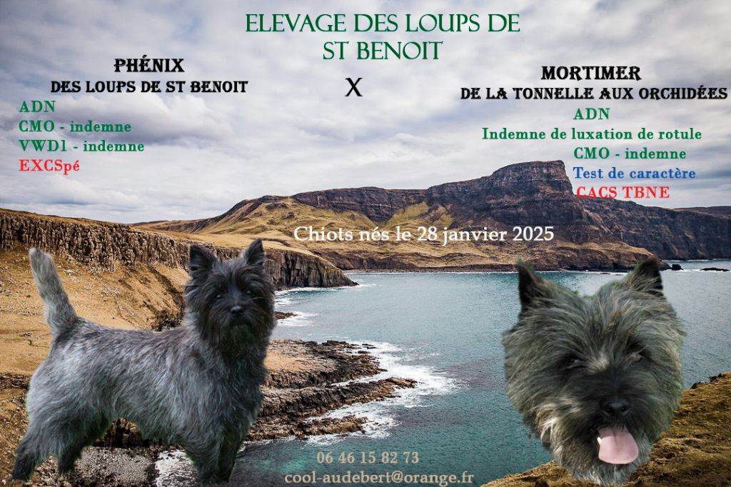 des Loups de Saint-Benoît - Chiot disponible  - Cairn Terrier