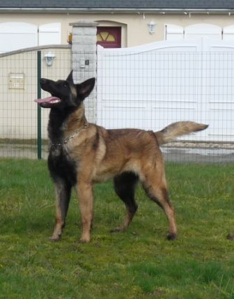 des Loups de Saint-Benoît - Berger Belge - Portée née le 03/04/2019