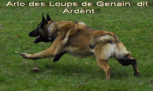 Arlo des loups de genain