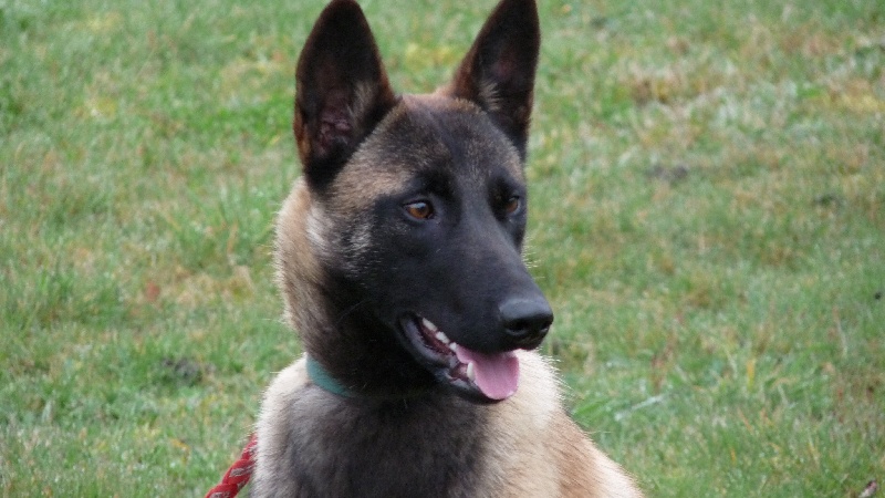 Fauve des Loups de Saint-Benoît