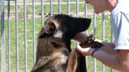 Mulan des Loups de Saint-Benoît