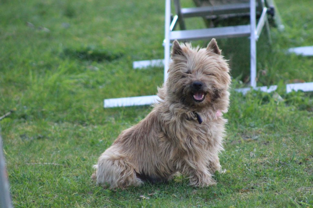 Lulu des Loups de Saint-Benoît