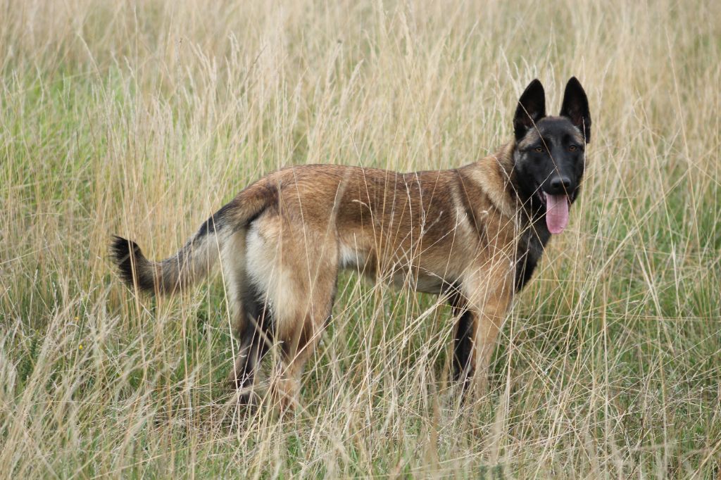 Ranjana des Loups de Saint-Benoît