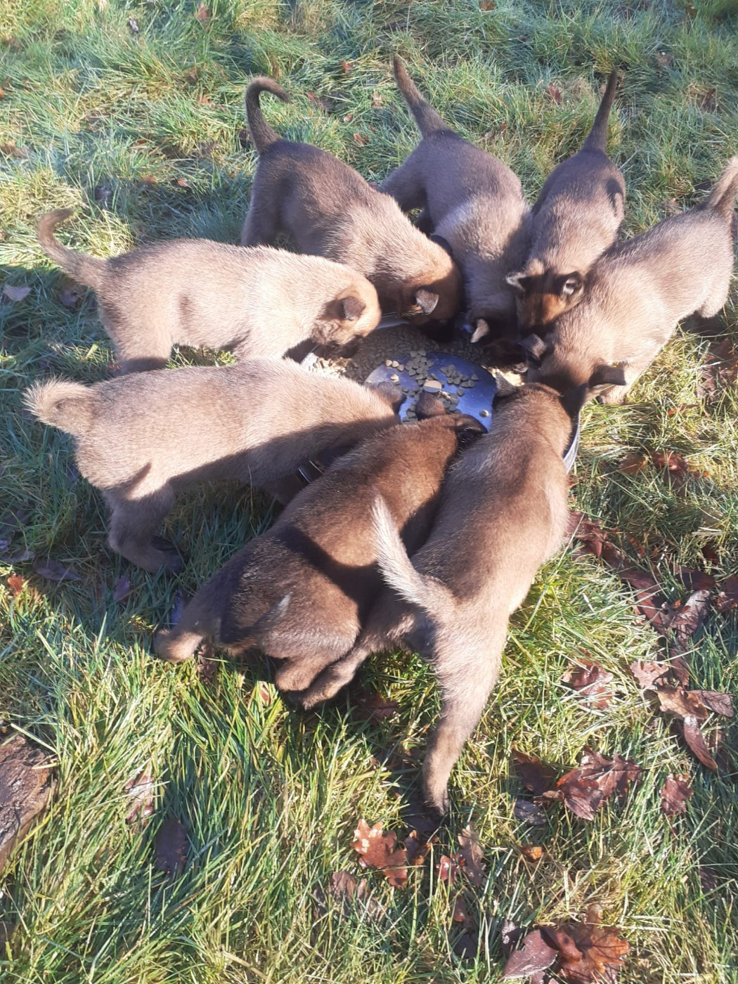 Chiots Berger Belge Malinois bientôt disponible