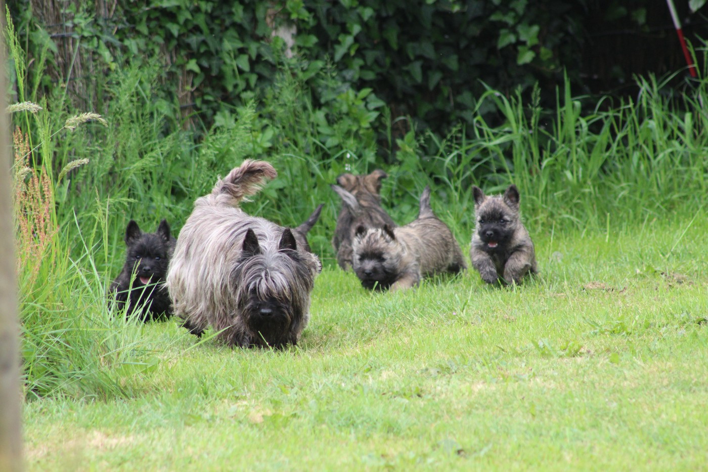 des Loups de Saint-Benoît - Prochaines naissances début juin !