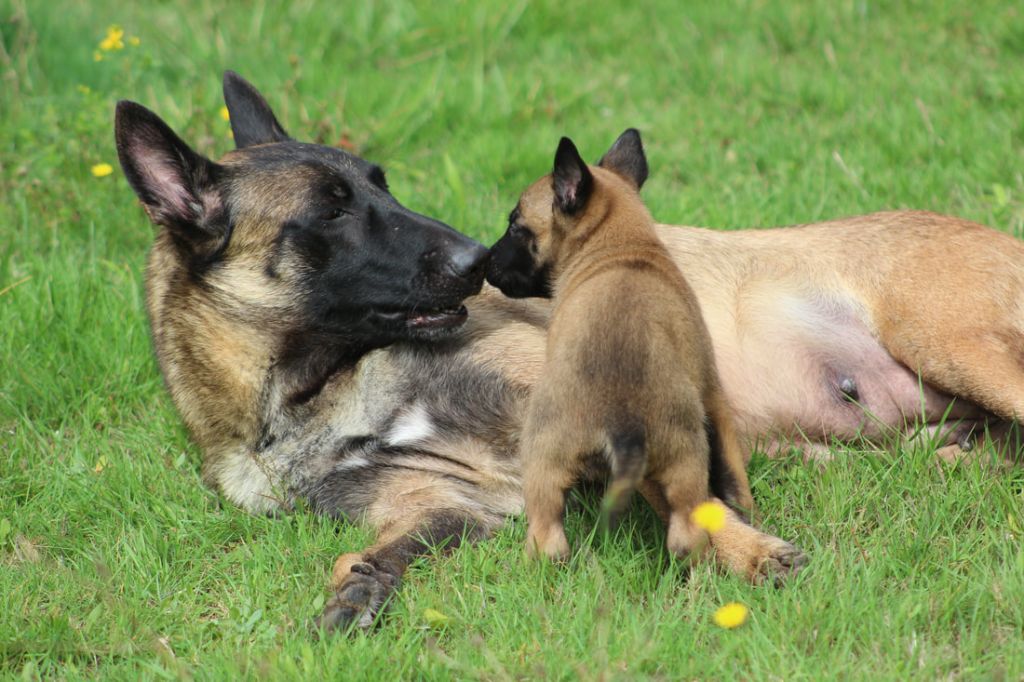 Chiot  mâle disponible