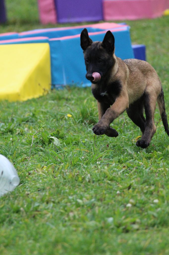 Chiot  mâle disponible