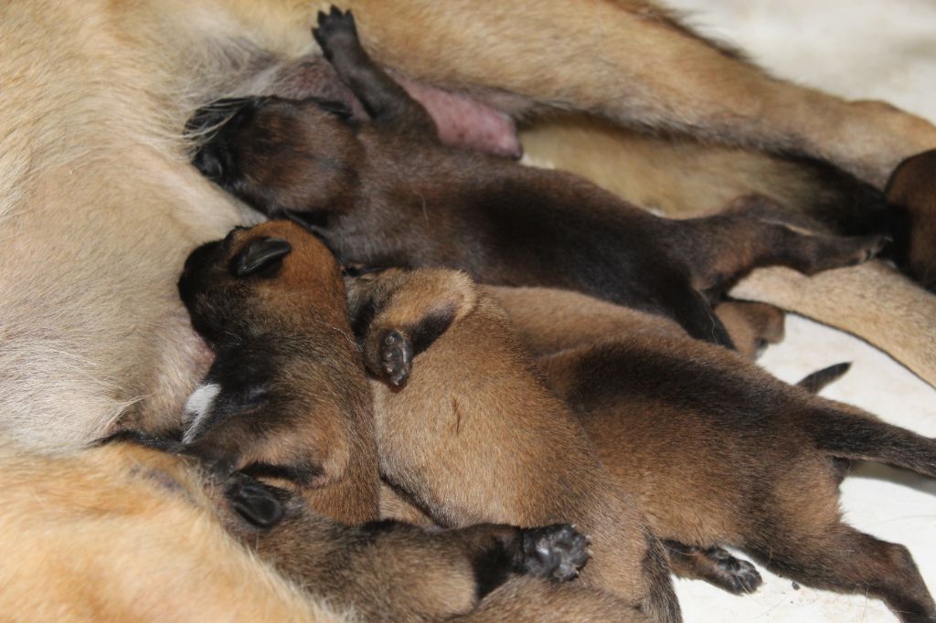 Ranjana a eu ses premiers petits ! 