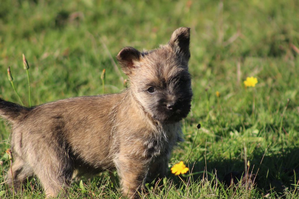 chiot Cairn Terrier à réserver