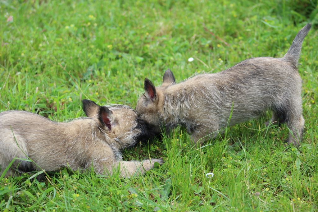 des Loups de Saint-Benoît - Les chiots de Pagaille sont nés ! 