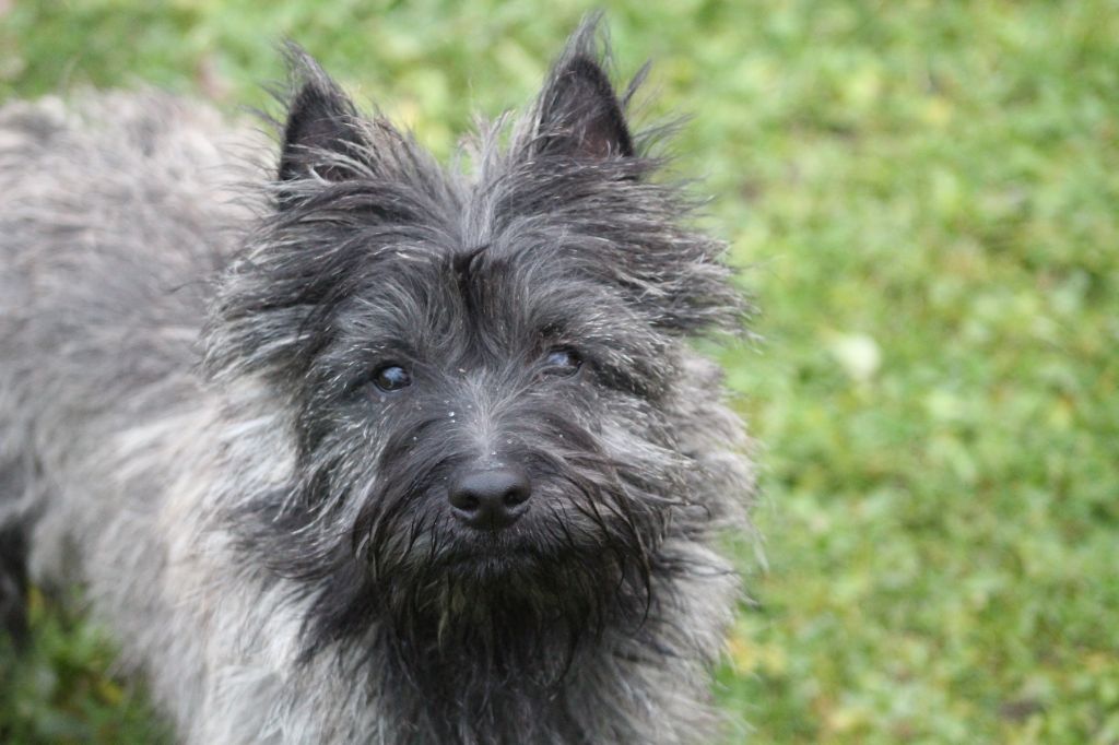 des Loups de Saint-Benoît - Vaillant Mâle Cairn Terrier