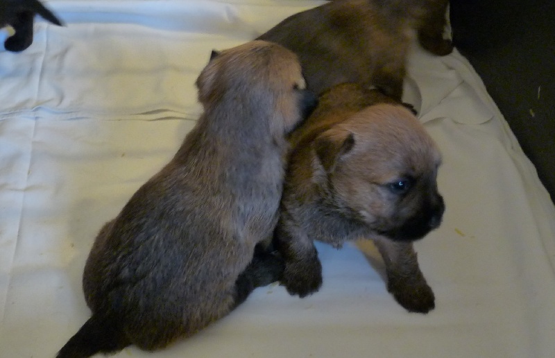 les chiots de Devinette et Aldo nés le 5 octobre 2011