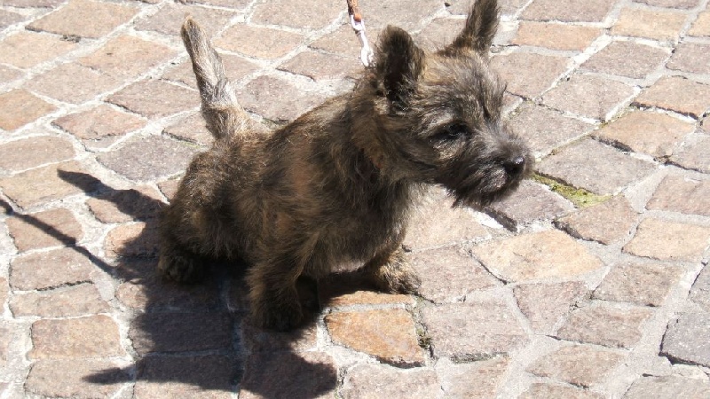 Des nouvelles des chiots de Devinette