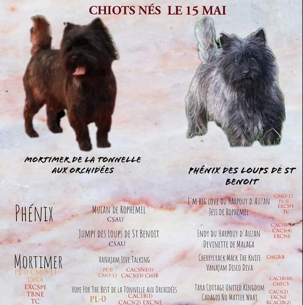 des Loups de Saint-Benoît - Cairn Terrier - Portée née le 15/05/2022