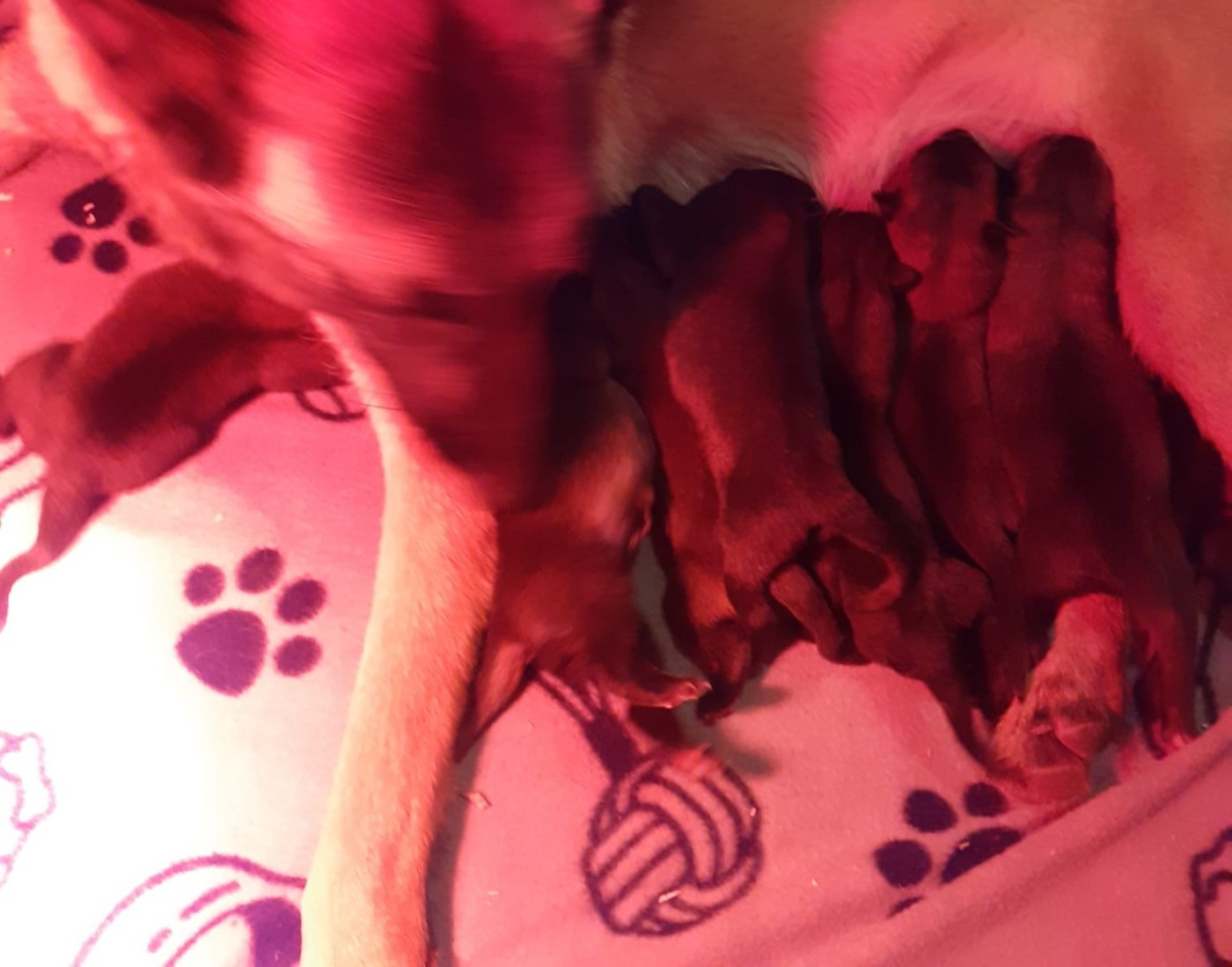 des Loups de Saint-Benoît - Chiots disponibles - Berger Belge