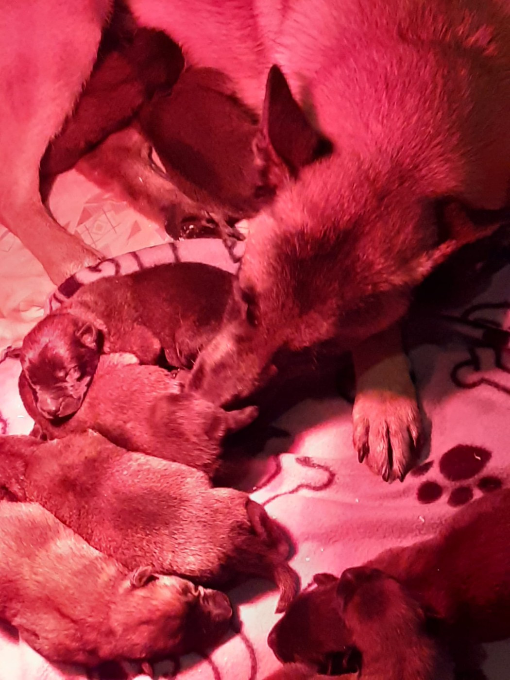 des Loups de Saint-Benoît - Chiots disponibles - Berger Belge