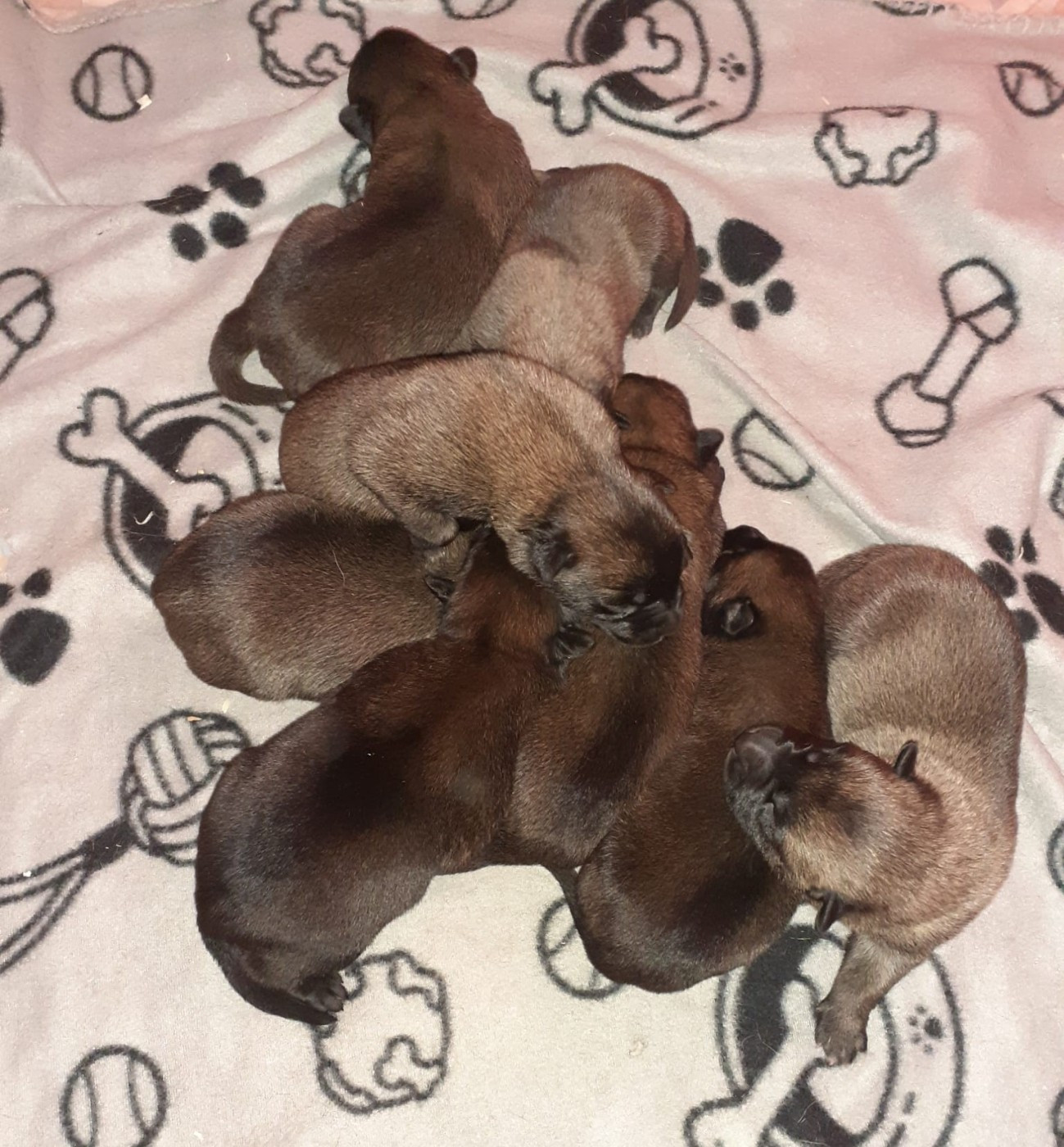 des Loups de Saint-Benoît - Chiots disponibles - Berger Belge