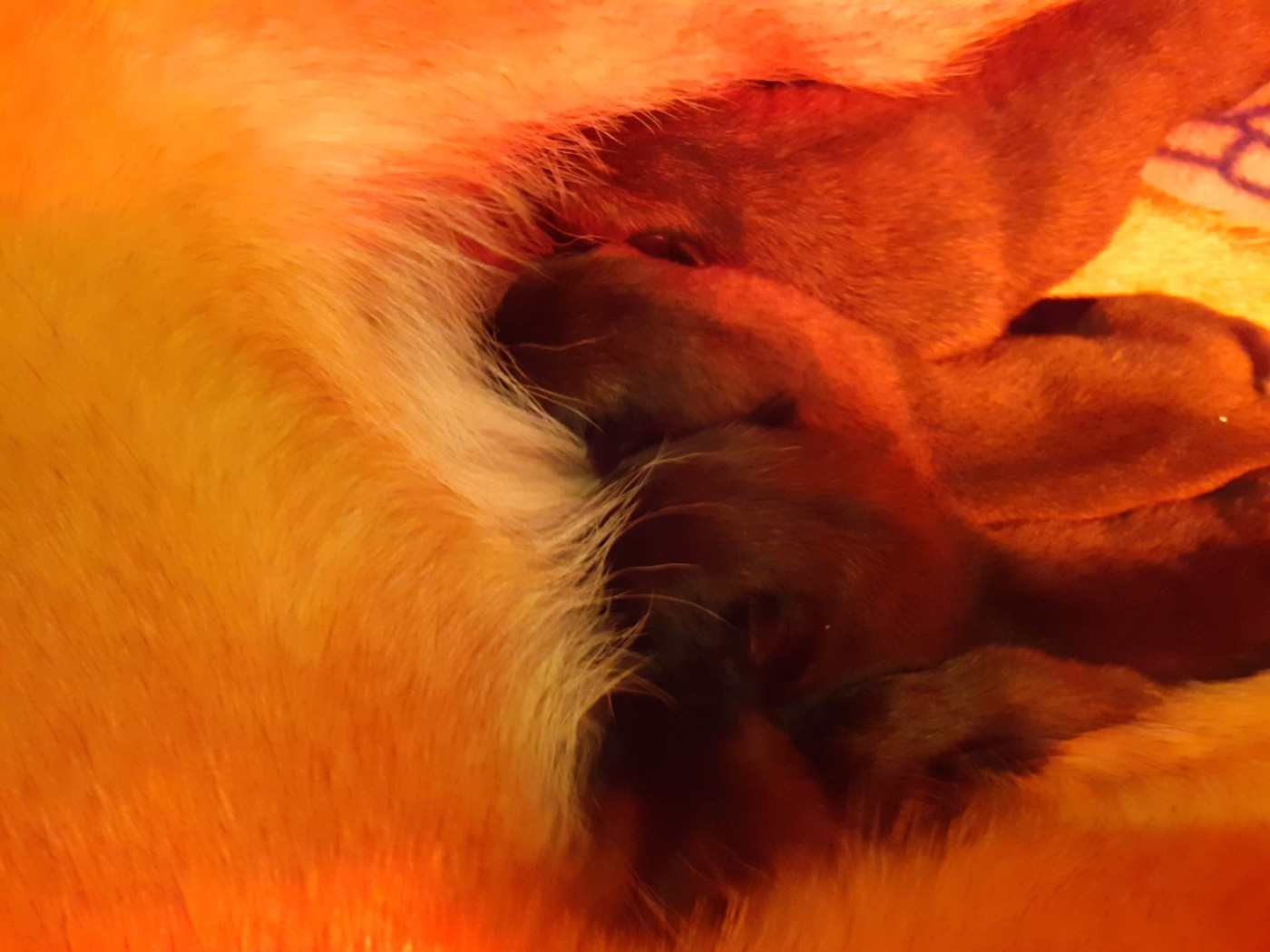 Chiot Berger Belge des Loups de Saint-Benoît