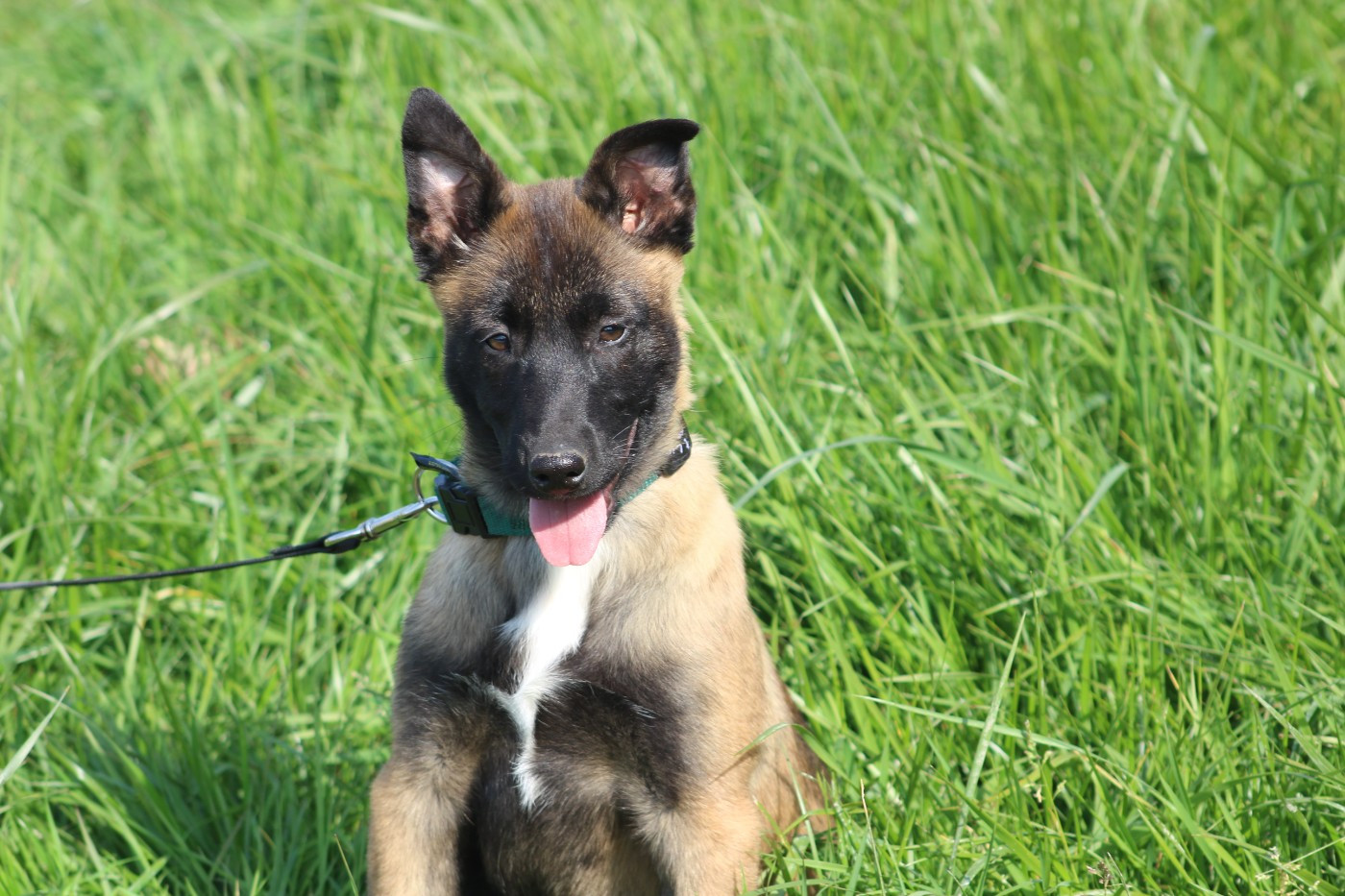 des Loups de Saint-Benoît - Chiots disponibles - Berger Belge