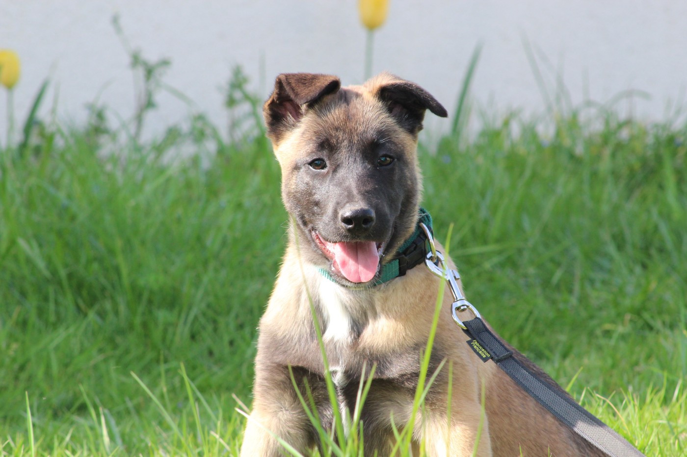 des Loups de Saint-Benoît - Chiots disponibles - Berger Belge