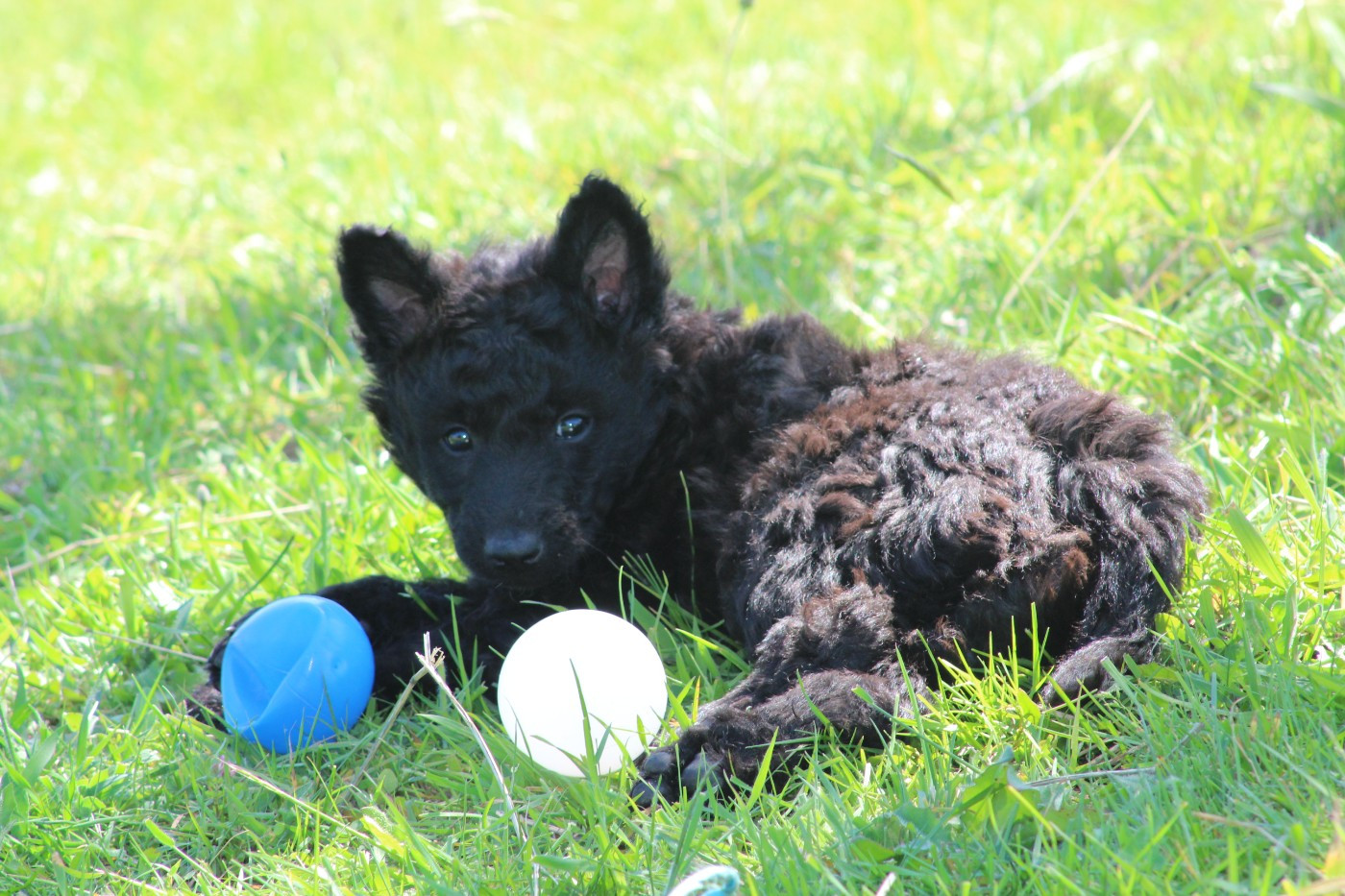 des Loups de Saint-Benoît - Chiots disponibles - Mudi