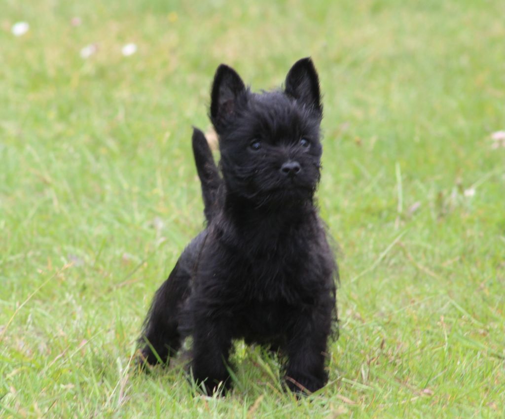 des Loups de Saint-Benoît - Cairn Terrier - Portée née le 31/03/2024