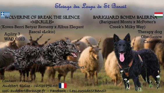 des Loups de Saint-Benoît - Mudi - Portée née le 10/03/2024