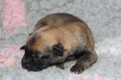 CHIOT 5